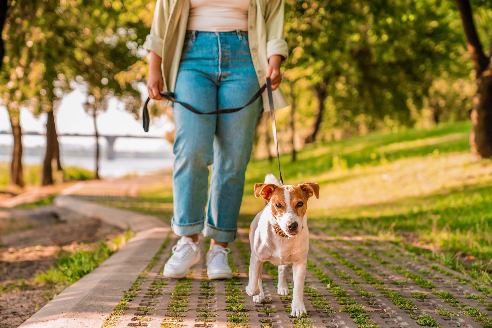 Cropped,Close,Up,Shot,Of,A,Female,Pet,Owner,Walking