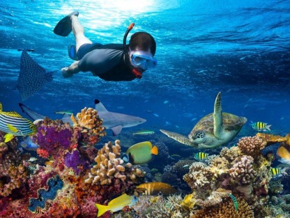 snorkeling Mnemba Atoll Zanzibar tartarughe mante